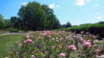 "Hunting" for a hare -My Actifit Report Card: July 30 2024