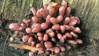 Mushrooms occurring in Europe - Ascocoryne sarcoides