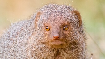 Grey Mongoose - Amazing Nature