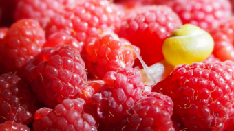 Snail on raspberries