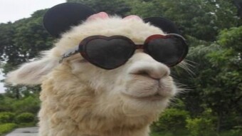 Te imaginas ganar un 500% comprando ALPACAS?