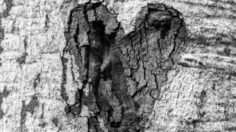 Beautiful Scars