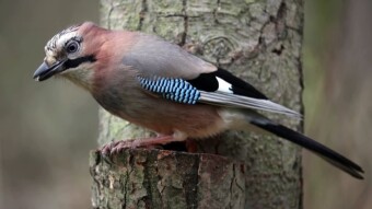 Get ready for a long time, but never leave anywhere - like Eurasian jay overseas