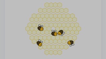 Honeygain 🪷🐝🍯
