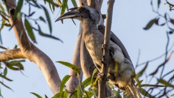 Grey Hornbill - Birding / Wildlife