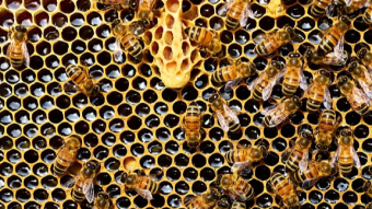 Earn that sweet, sweet nectar with Honey