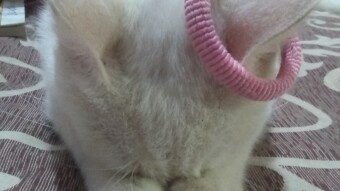 Health Issues of Pets
