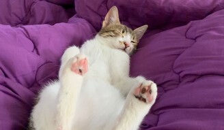 Can your cat sleep like this anywhere????
