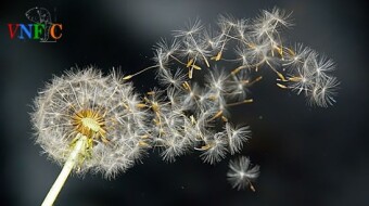 Dandelion Effect or what is the difference between FOMO and FUD? Answer: 30 minutes