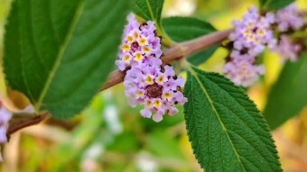 Butterfly and flower videography.