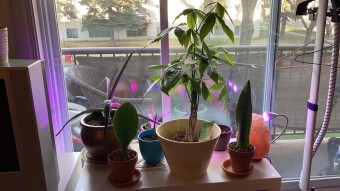 Plants. (The return of stuff blog)