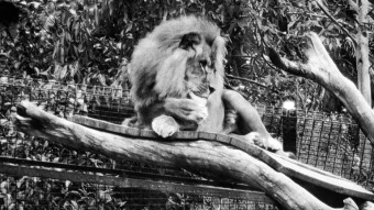 Family zoo