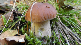 Boletus Edulis - King in the kitchen, the best dishes from Boletus Edulis