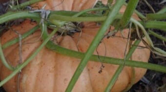 Volunteer Pumpkin
