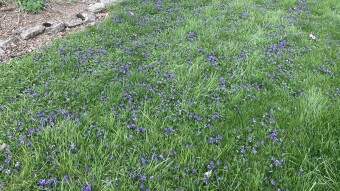 Let the “weeds” grow in your lawn (or at least some of them)