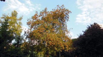 The heat, the smell of dust in the air and many other autumnal climates - My Actifit Report Card: September 7 2024