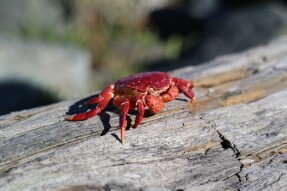 Trailer Park Crabs: Grief