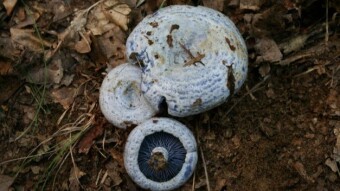 The Color Blue in the Kingdom Fungi