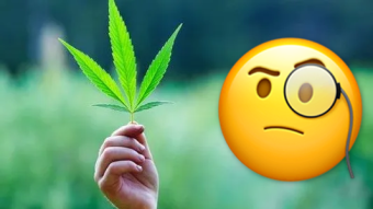 Cannabis: a new frontier with new purposes