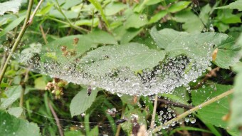 “Melodious” Song of Shajarian(s) | Poetry of Love and Desire!