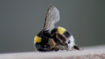 Trip #4 Through Macro World - S.Justa Valongo | Portugal