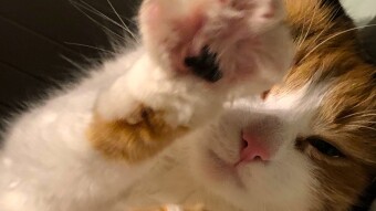 Some fun facts about my cat Puska