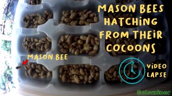 Mason Bees hatching from their cocoons - Video Lapse