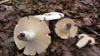Lactarius piperatus - Little-known edible mushrooms
