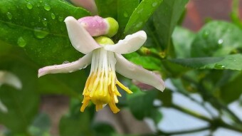 Lemon flower Photography.