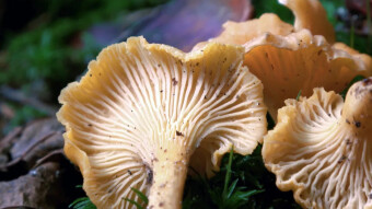 Orange chanterelle - a rare but delicious edible mushroom