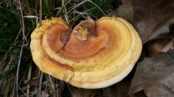 Mushroom Monday - The North American Relative of the "Mushroom of Immortality"