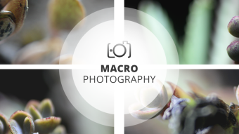 Macro Photography Session | Curious Scenarios