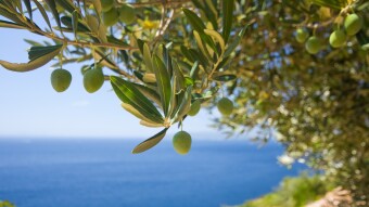 THE HEALING PROPERTIES OF OLIVE TREE