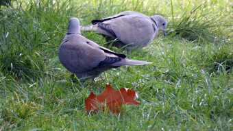 Turkish turtledove - a smaller and calmer variety of pigeons