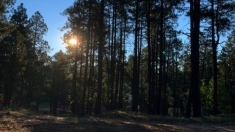 Jackalope  Road Trip