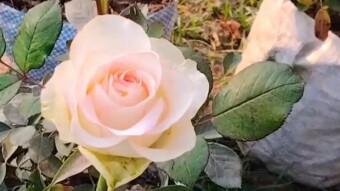 Rose flower videography