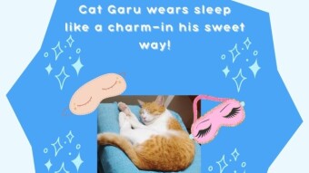 Garu’s Slumber Symphony: Where Peace Meets Purr-fection