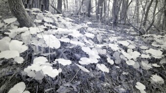Wild plants growing along the creek -  Ultraviolet and Infrared Photography