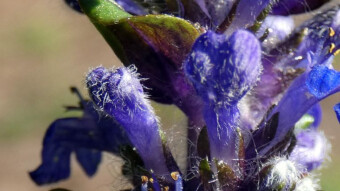 Beautiful flower with extraordinary properties - Ajuga genevensis