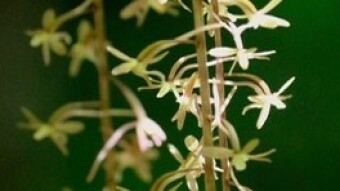 crane-Fly Orchid ( Tipularia discolor )