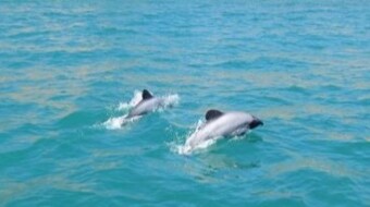 Maui's Dolphin - CEPHALORHYNCHUS HECTORI