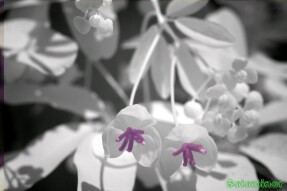 Selective Infrared Photography - Akebia flowers part 2
