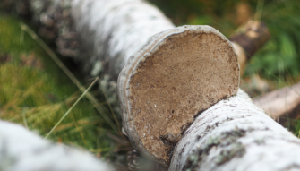 Fomitopsis betulina