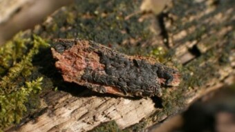 Mushroom Monday - Multiple Rare Finds On One Log