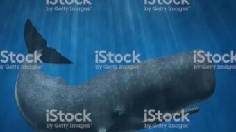 Why they are called sperm whale