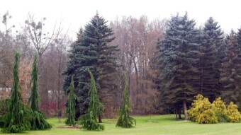 December walk in the park in conditions conducive to breathing - My Actifit Report Card: December 8 2022