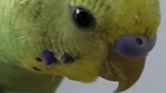 Momo Budgie's Recall Training