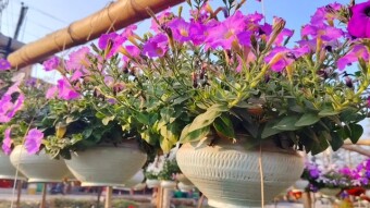 Petuniya flower videography.