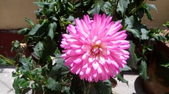 Beautiful dahlias