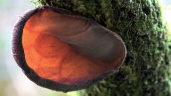 Wood ear, Ear of Judas (Auricularia auricula-judae) - healing fungus